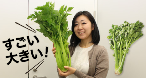 グリーンセロリ