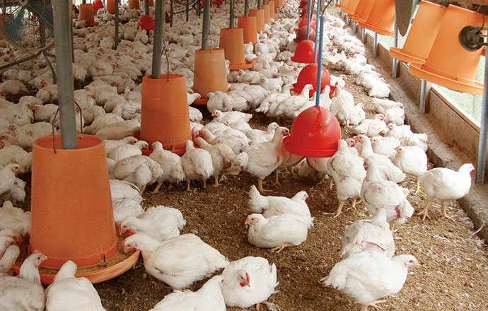 のびのび健康に育てた鶏