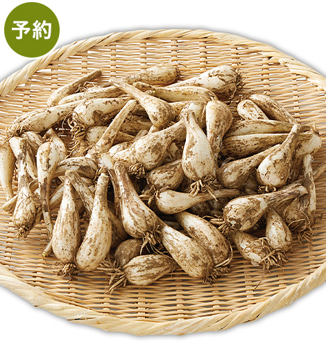 予約 らっきょう・1kg