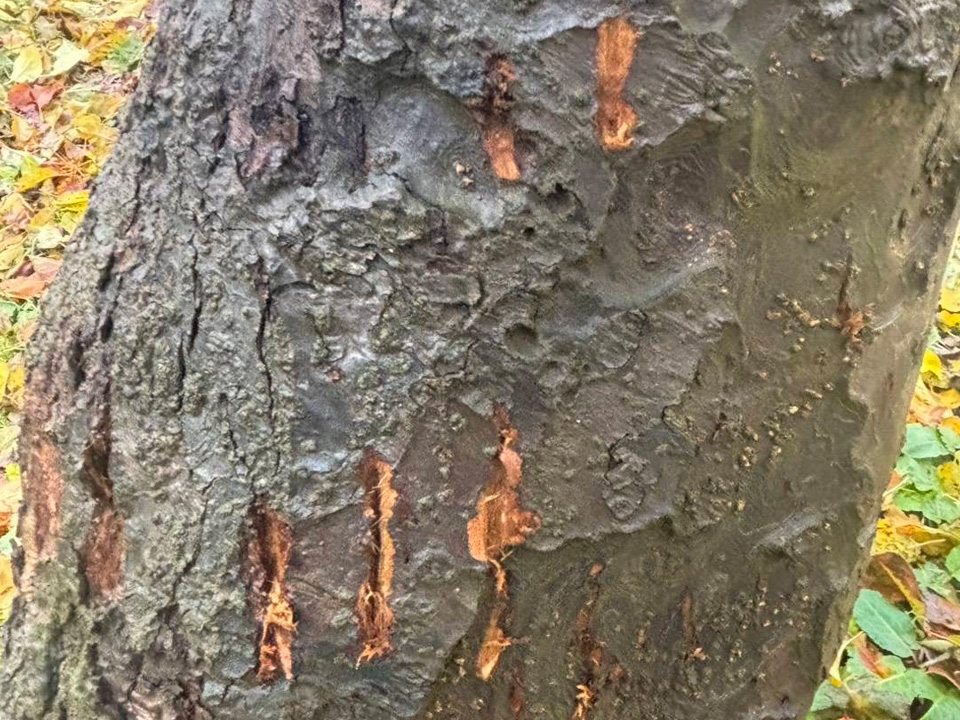 りんごの木に残った、熊の爪痕。