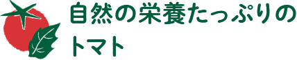 自然の栄養たっぷりのトマト