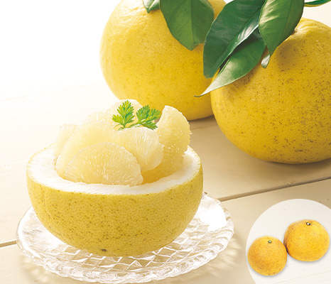 香り立つぷりっと食感の土佐文旦・８００ｇ