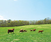 お試し少量・冷凍短角牛モモやわらかスライス(焼きしゃぶ用)