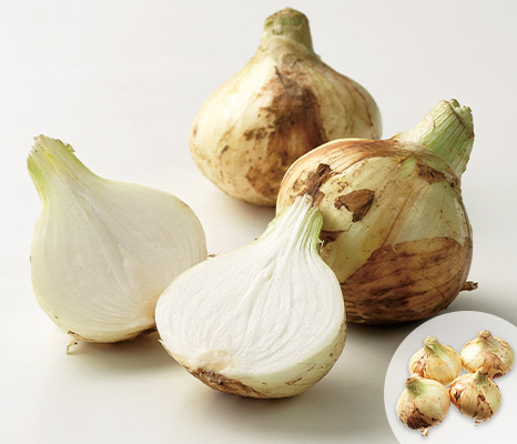 九州の新玉ねぎ 800g
