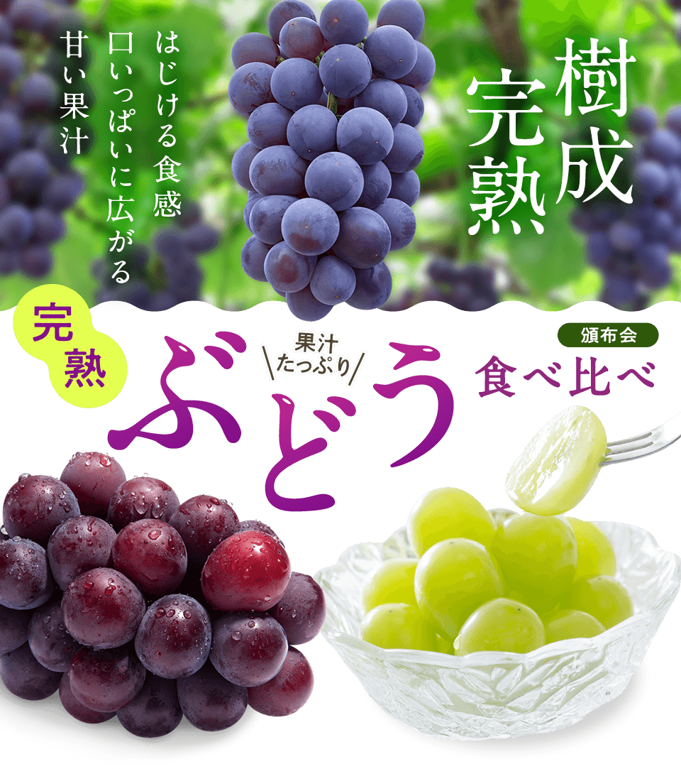 ぶどう頒布会 2026