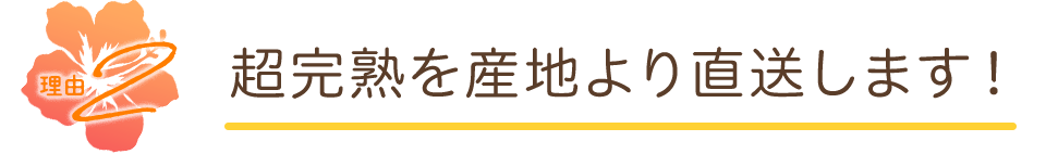 超完熟を産地より直送します！