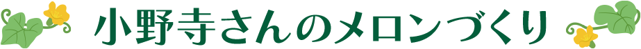 小野寺さんのメロンづくり