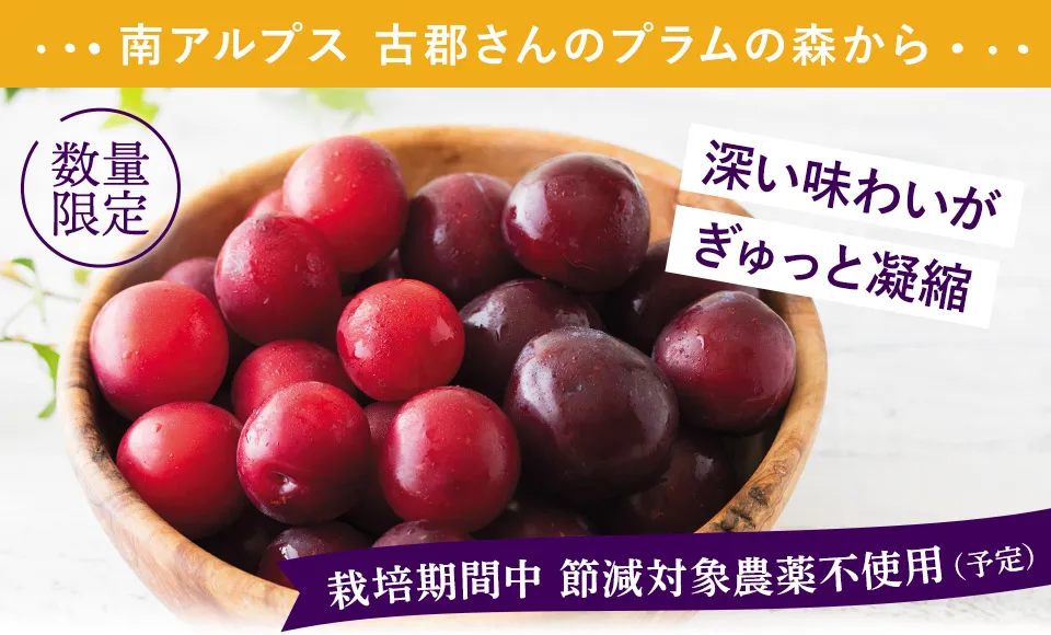 南アルプス古郡さんのプラムの森から