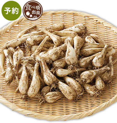 予約　らっきょう・１ｋｇ