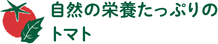 自然の栄養たっぷりのトマト