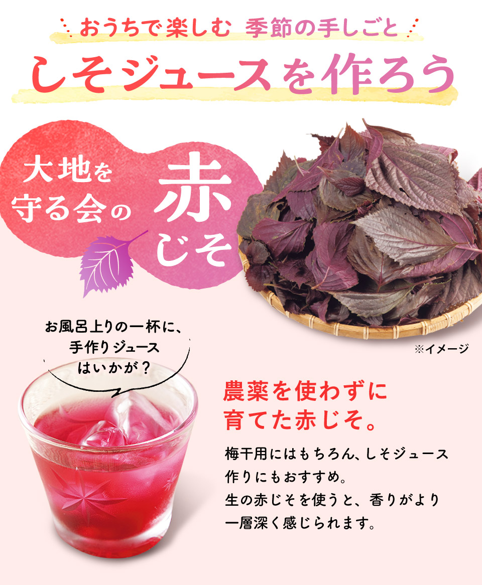 2026 梅しごと：赤しそジュースメイン