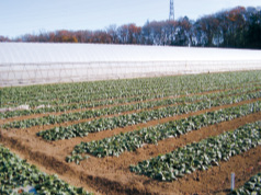 ほうれんそうの栽培