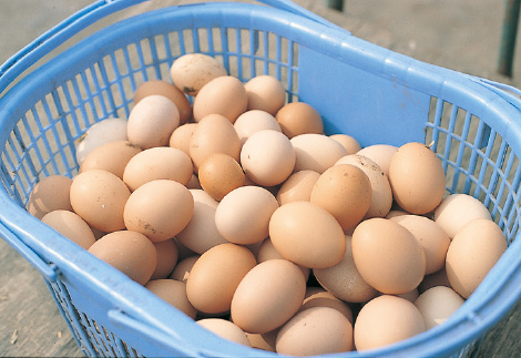 非遺伝子組み換えの飼料を与え、開放型鶏舎で育てた平飼卵