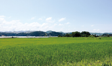 美しい田んぼ