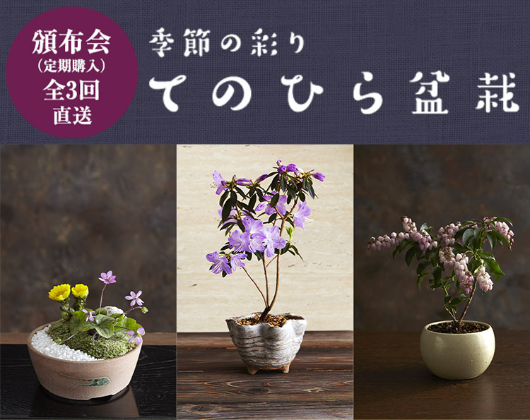 頒布会 季節の彩り てのひら盆栽 有機野菜や自然食品の購入は大地を守る会のお買い物サイト