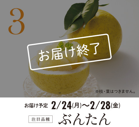 3 注目品種 ぶんたん お届け終了