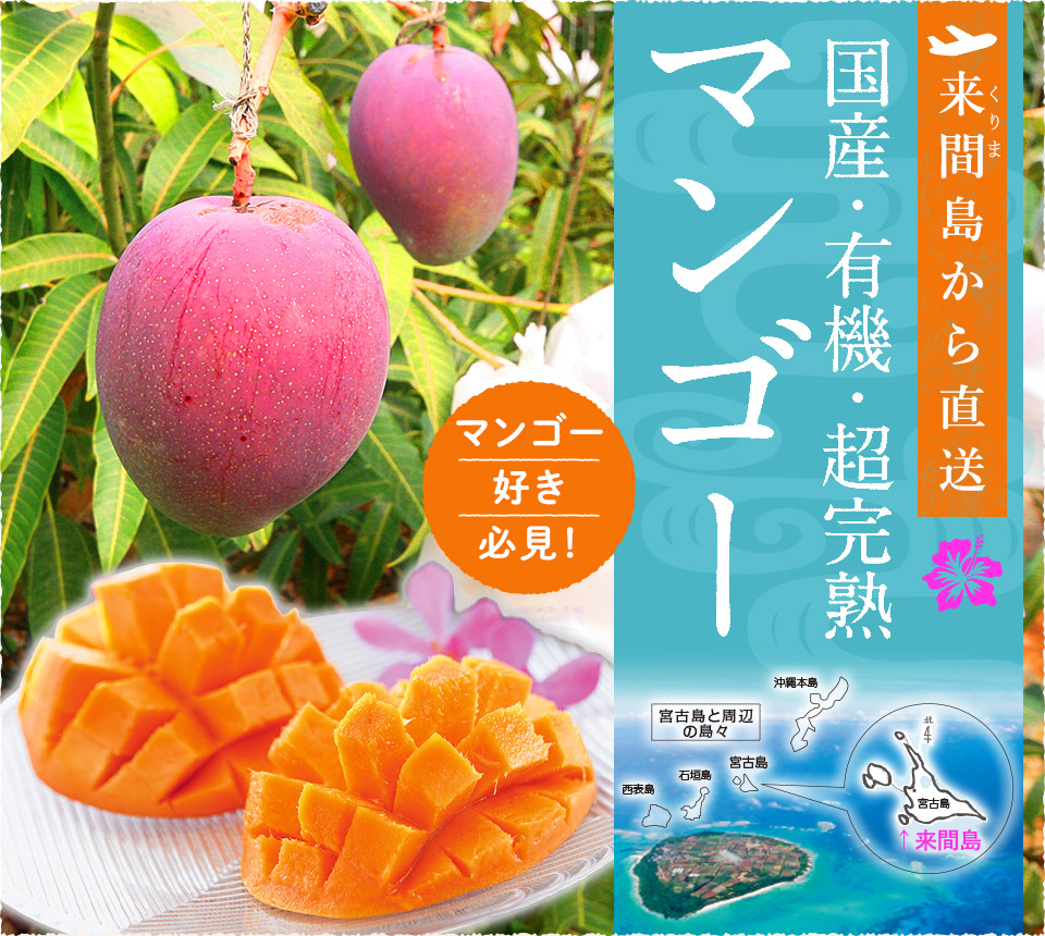 来間島から直送 国産・有機・超完熟マンゴー マンゴー好き必見!
