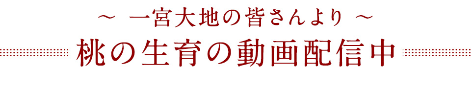桃の生育の動画配信中