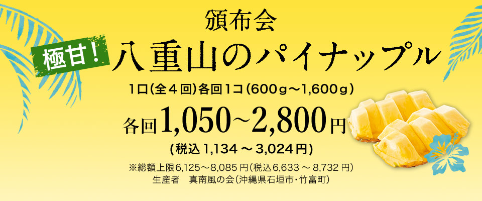 頒布会 極甘!八重山のパイナップル 1口(全4回)各回1コ(600g~1,600g) 各回1,050~2,800円 ※総額上限6,125~8,085円(税込6,633~8,732円) 生産者 真南風の会(沖縄県石垣市・竹富町)