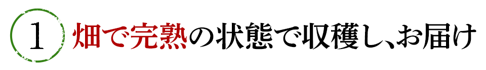 ①畑で完熟の状態で収穫し、お届け