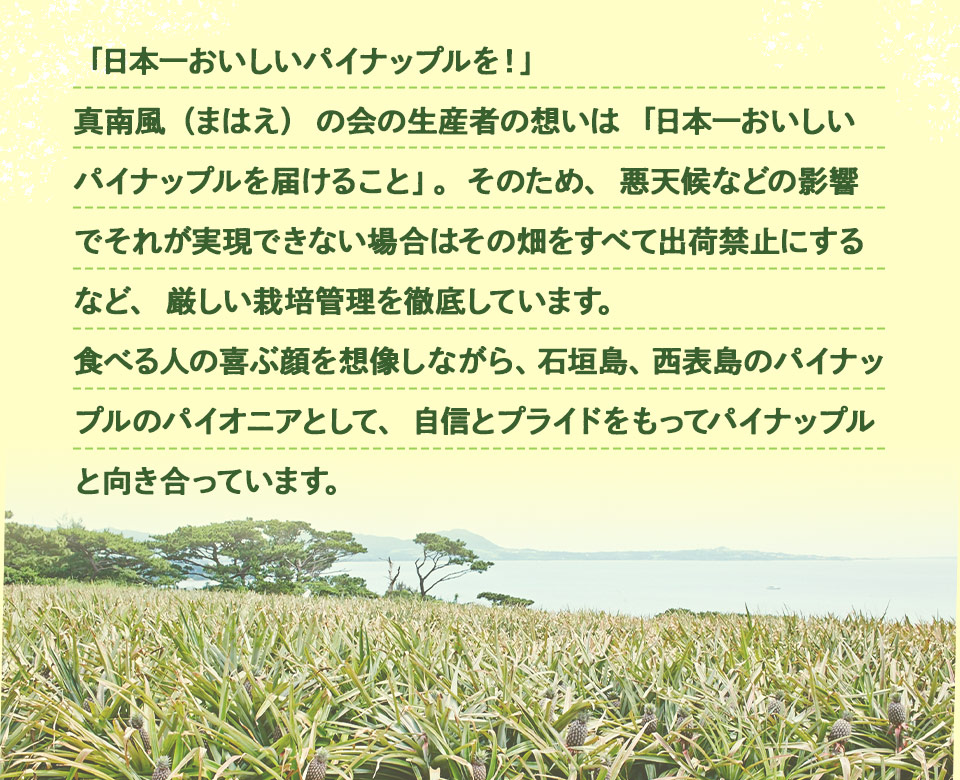 「日本一おいしいパイナップルを!」真南風(まはえ)の会の生産者の想いは「日本一おいしいパイナップルを届けること」。そのため、悪天候などの影響でそれが実現できない場合はその畑をすべて出荷禁止にするなど、厳しい栽培管理を徹底しています。食べる人の喜ぶ顔を想像しながら、石垣島、西表島のパイナップルのパイオニアとして、自信とプライドをもってパイナップルと向き合っています。