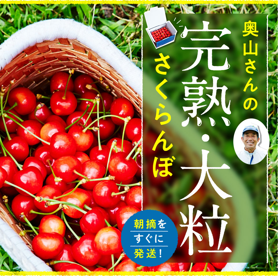 奥山さんの完熟・大粒さくらんぼ 朝摘をすぐに発送!