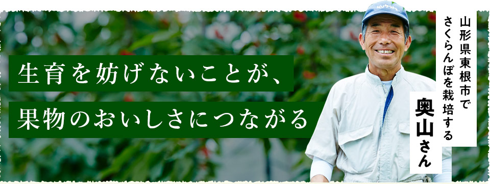 山形県東根市でさくらんぼを栽培する奥山さん 生育を妨げないことが、果物のおいしさにつながる