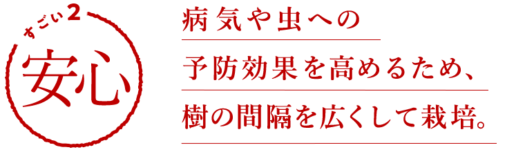 すごい2 安心 病気や虫への予防効果を高めるため、樹の間隔を広くして栽培。