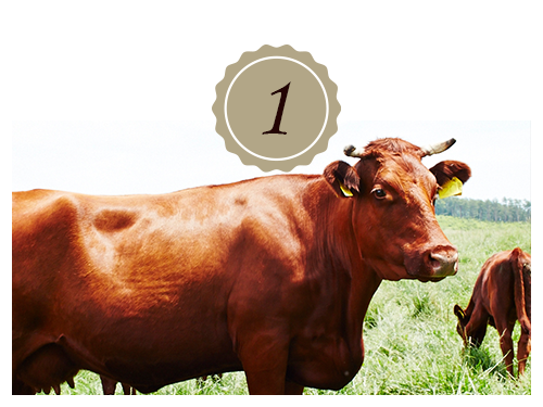 短角牛って？1