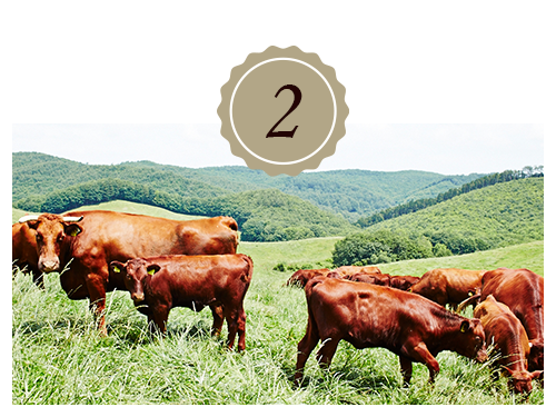 短角牛って？2