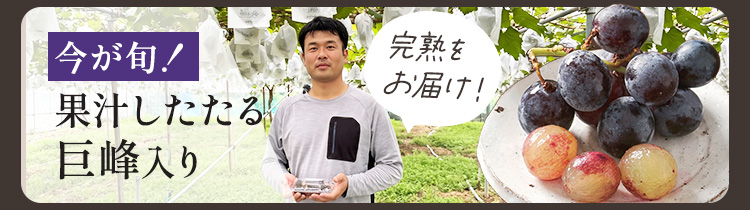 巨峰