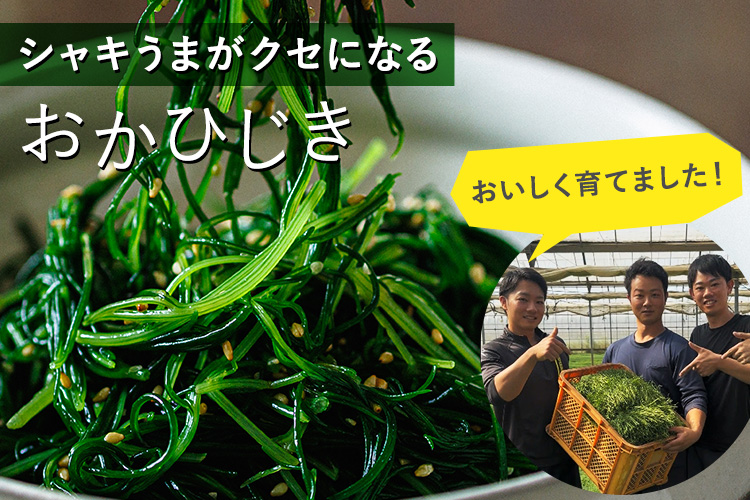 おかひじき