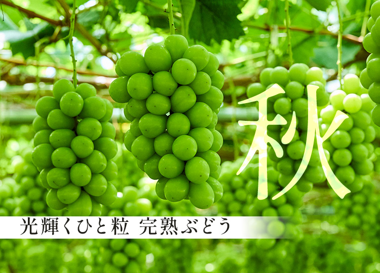 秋