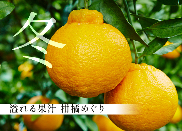 冬
