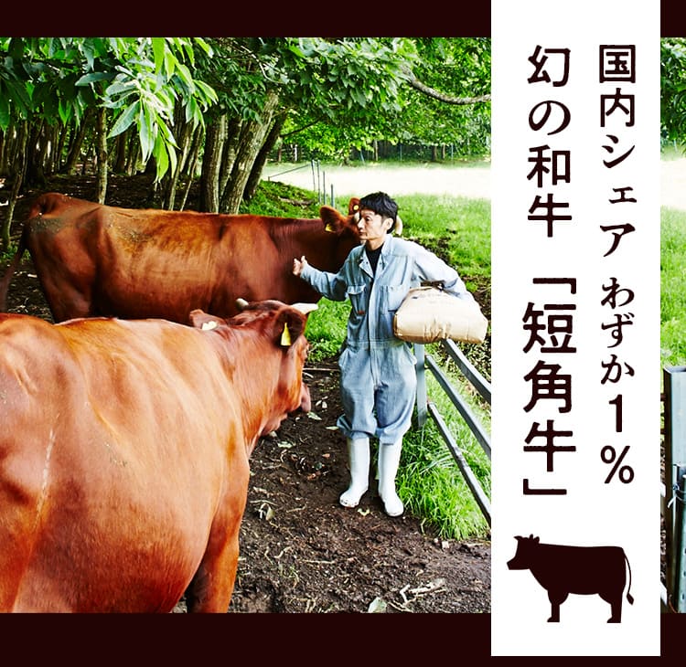 短角牛