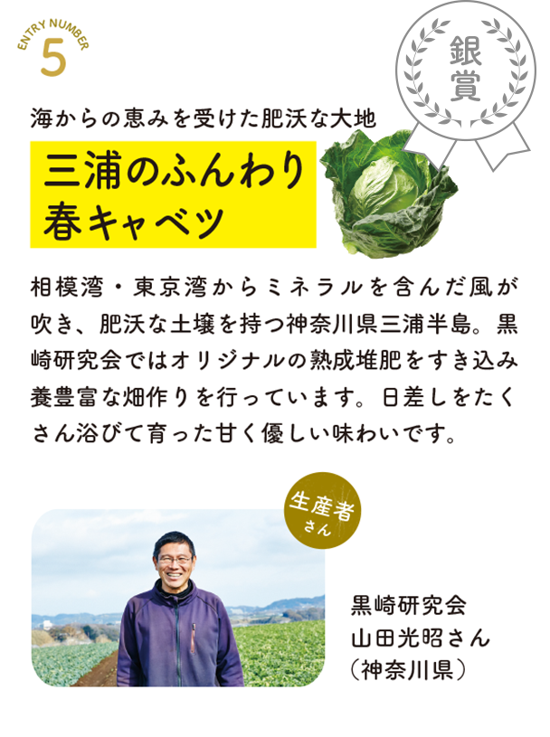 三浦のふんわり春キャベツ