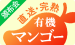 超完熟！国産・有機マンゴー頒布会