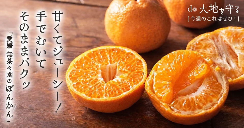今週のおすすめ商品:今週のおすすめ商品愛媛 無茶々園のぽんかん