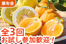 かんきつめぐり 追加募集頒布会