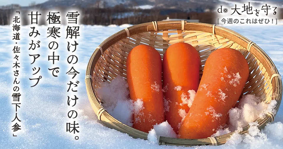 北海道・佐々木さんの雪下人参