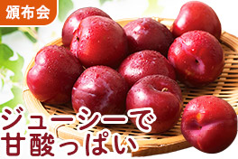 旬を味わう プラムの頒布会