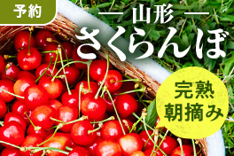 奥山さんの完熟さくらんぼ