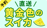 【予約】直送甘～い黄金スイカ