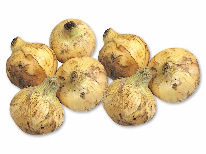 徳用九州の新玉ねぎ　1.5KG