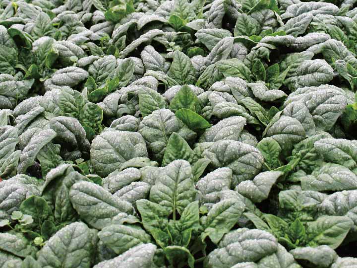 寒ちぢみほうれんそう（栽培期間中節減対象農薬不使用）　200G_5