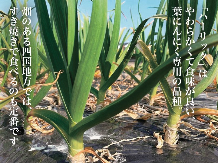 【ベジオタのひと皿】香りも葉も根も。まるごと楽しむ葉にんにくのごちそうホットサラダ_5