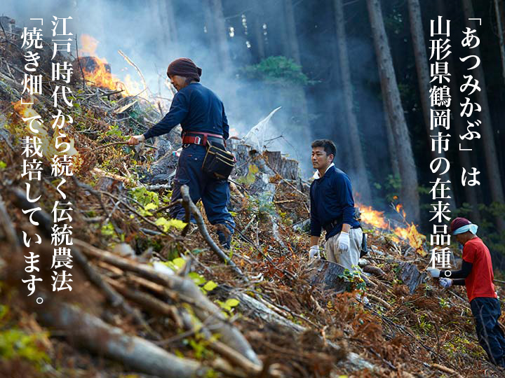 【ベジオタのひと皿】香ばし焼きかぶの3種食べ比べサラダ_5