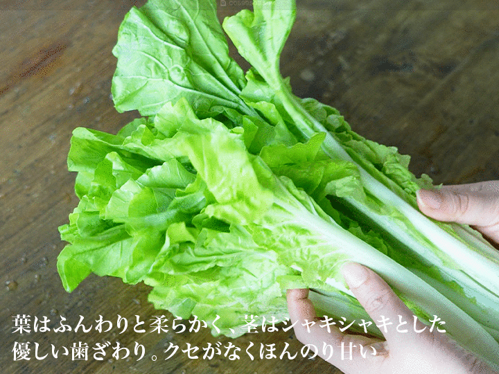 【ベジオタのひと皿】べか菜で手仕事〜3種野菜の水キムチ_3