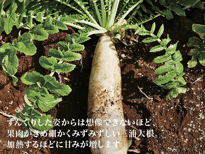 【ベジオタのひと皿】三浦大根と根菜の仲良しポトフ〜野菜のお出汁で_3