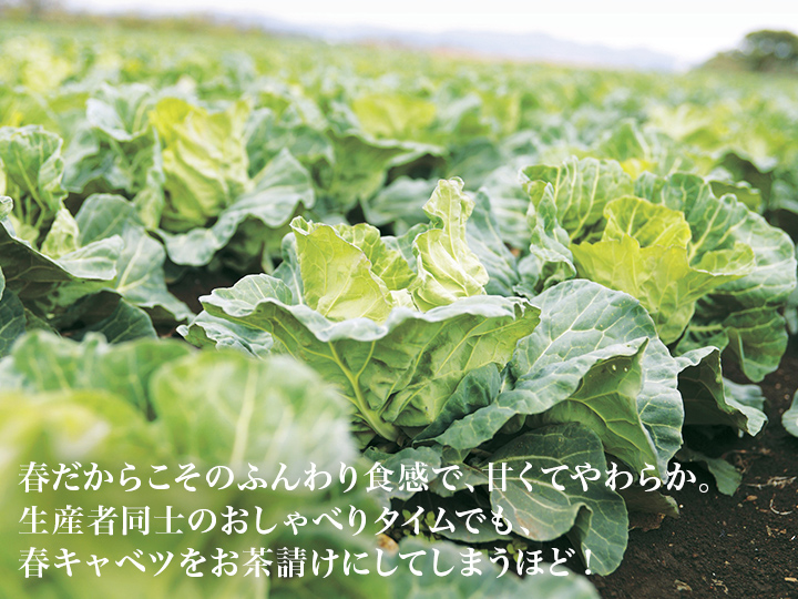 【ベジオタのひと皿】甘みはじける！ふんわり三浦の春キャベツと河内晩柑の果実サラダ_3